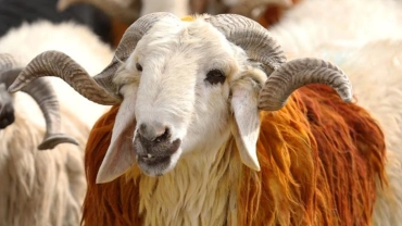 Kurban kesmeyi adayan bir kimse bu adaktan vazgeçebilir mi?