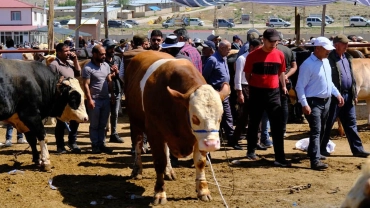 Kurbanlık büyükbaş hayvana kurban niyetiyle altı kişi ortak olduk. Altı hisseye bölme işini göz kararıyla yapmamız caiz midir?