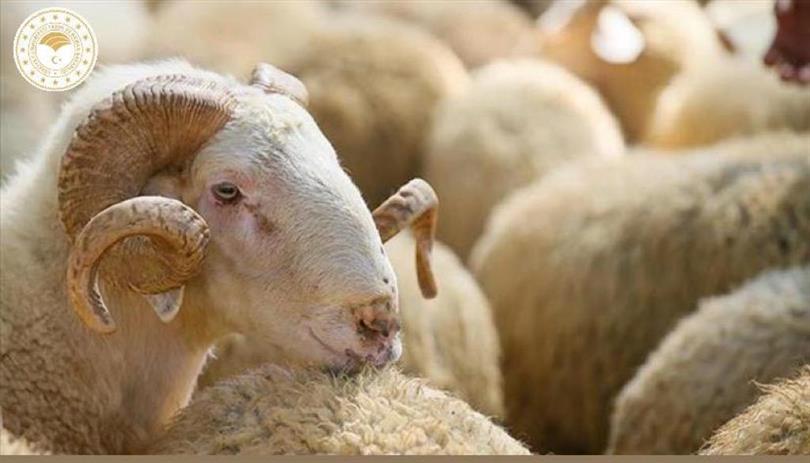 Bazı marketlerin sabit kiloda küçükbaş veya hisseli büyükbaş kurbanlık satması caiz midir?