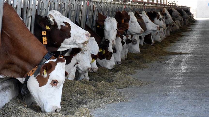 Bir kişi, kurban bayramı arefesine kadar satmak amacıyla iki yıldan fazla süre boyunca 30 adet büyükbaş hayvan beslemiş; arefe günü de bu hayvanların tamamını satmıştır. Bu hayvanlar için zekât gerekir mi? Gerekirse nasıl hesaplanır? Ayrıca hayvanların ticaret için değil de üretim ve süt amacıyla beslenmesi durumunda hüküm nedir?