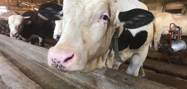 Kurban bayramında kesmek üzere satın alınan kurbanlık hayvan, kesilmeden önce ölürse ne yapmak gerekir? Kişinin zengin veya fakir olması hükmü değiştirir mi?