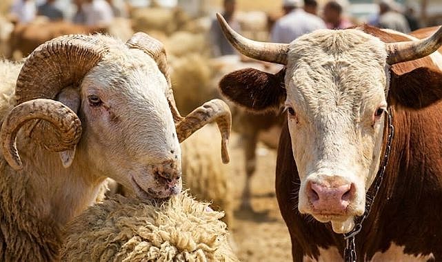 İşi olduktan sonra kendi köyünde bir kurban keseceğini adayan kişi, daha sonra Afrika’da açlık ve fakirliğin yaygın olduğunu öğrenince, adağını köyde kesmek yerine vekâlet vererek orada kestirebilir mi?